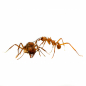 Preview: 1004964_acromyrmex echimatior_ arbeiten und konigin.jpeg
